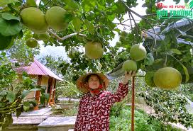 Năm 2023, toàn tỉnh phấn đấu trồng, chăm sóc 21.500ha cây ăn quả  